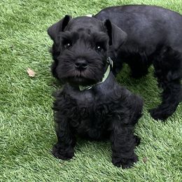 Mitchel - Black male Miniature Schnauzer puppy in Peoria, Illinois from CKM Miniature Schnauzers