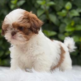 Boy 2 - Red and white male Shih Tzu puppy in Covina, California from Shih_doodle_Co