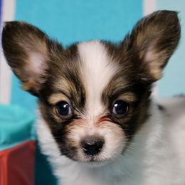Caramel - Red white and sable female Papillon puppy in Frostproof, Florida from Sequence Papillon