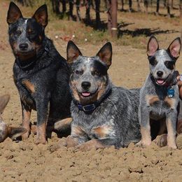 Australian Cattle Dogs from Cobalt Kennels