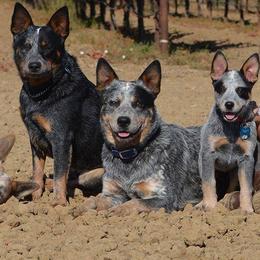 Australian Cattle Dogs from Cobalt Kennels