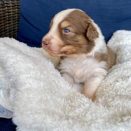 Daisy - Red tri-color female Australian Shepherd puppy in Landenberg, Pennsylvania from Aussie4Life