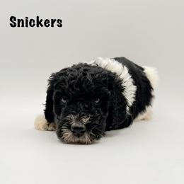 Snickers - Phantom male Goldendoodle puppy in Milford, Pennsylvania from Doodles Are Golden