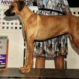 Scarlet - Rhodesian Ridgeback