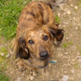 Wooki - Dachshund