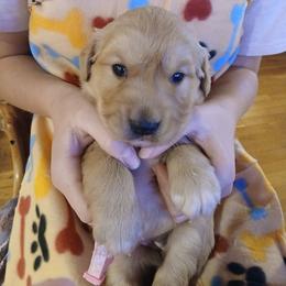 Pink - Golden female Golden Retriever puppy in Lanesboro, Minnesota from Eagle Ridge Golden Retrievers