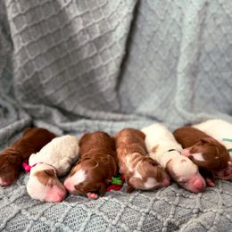 Bernedoodle and Goldendoodle Puppies from Selah Mountain Dogs