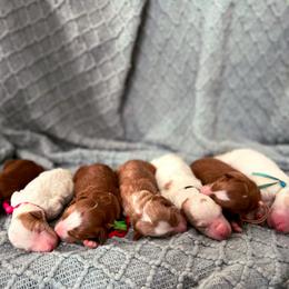 Bernedoodle and Goldendoodle Puppies from Selah Mountain Dogs