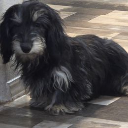 Chantilly - Dachshund