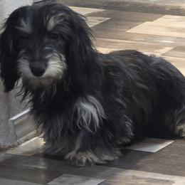 Chantilly - Dachshund