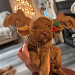 Red collar - Red  male Goldendoodle puppy in Trenton, Tennessee from Pickard’s country Golden doodles