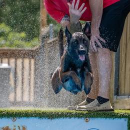 Belgian Malinois from Zwart Masker Malinois