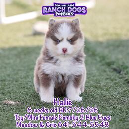 Hallie - Lavender female Pomsky puppy in Humeston, Iowa from M.A.R. Dogs