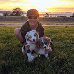 Australian Shepherd Puppies from Middle Fork Australian Shepherds