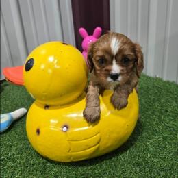Saga - Ruby female Cavalier King Charles Spaniel puppy in Neosho, Missouri from Pups on the Ridge