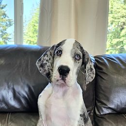 Great Dane Puppies from Uber Alles Great Danes