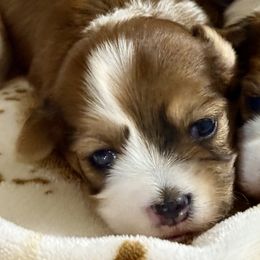 Israel - Red sable male Havanese puppy in Wappapello, Missouri from Titanium Havanese LLC