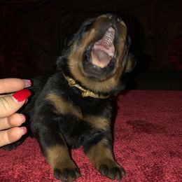 Rottweiler Puppies from RoyaLuxe K9