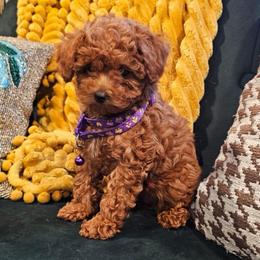 Ruby - Red  female Poodle puppy in Queens, New York from Pawfect Soul Puppies