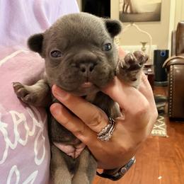 Lil Kim - Tricolors female French Bulldog puppy in Delhi, Louisiana from 4T Ranch