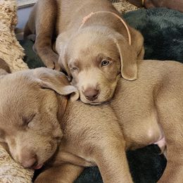 Dilute Retrievers and Labrador Retrievers from Ellis Labs