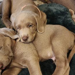 Dilute Retrievers and Labrador Retrievers from Ellis Labs