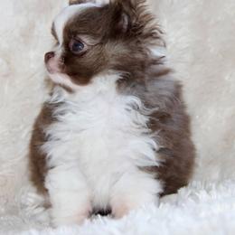Chihuahua Puppies from Cane River Chihuahuas