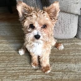 Yorkipoos from Patty's Yorkipoos