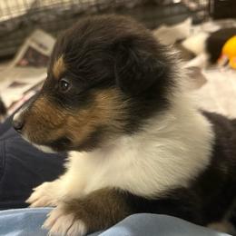 Jayda - Black white and tan female Collie puppy in Beaver, Oklahoma from Lawson’s Lassies