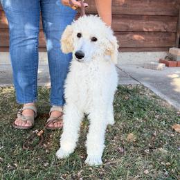 Chase - White male Poodle puppy in Roseville, California from Aura & Luxe Poodles