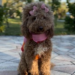 Sally - Goldendoodle