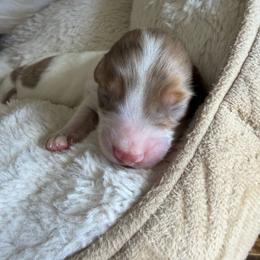 Stella - Piebald female Dachshund puppy in Miami, Florida from Haus Ernand Dachshunds