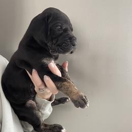 Brindle Point - Black male Great Dane puppy in Kimball, Michigan from Starlight Danes