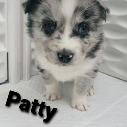 Pomeranian and Pomsky Puppies from Illinois Pomsky and Pomeranian