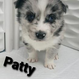 Pomeranian and Pomsky Puppies from Illinois Pomsky and Pomeranian