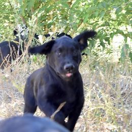 Boy 1 - Labrador Retriever puppy in California from Cache Creek Labradors