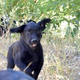 Boy 1 - Labrador Retriever puppy in California from Cache Creek Labradors
