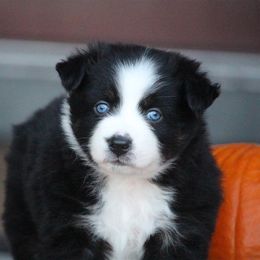 Australian Shepherd and Miniature Australian Shepherd Puppies from Canyon Creek Aussies