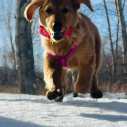 Golden Retrievers from 406 Golden of Montana