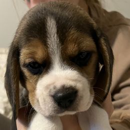 Girl 2 - Black tan and white Beagle puppy in Crawfordville, Indiana from Flatbroke Beagles