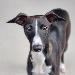 Ringo - Seal male Italian Greyhound puppy in Snohomish, Washington from Divine Italian Greyhounds