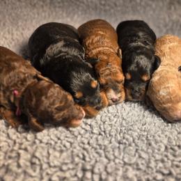 Boy 1 - Red  male Goldendoodle puppy in Norton, Ohio from Keepsake Doodles