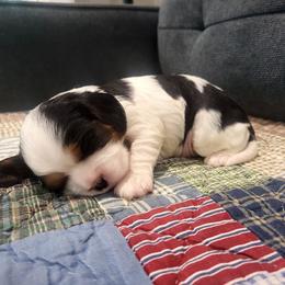 Rubble - Tri-color male Cavalier King Charles Spaniel puppy in Stockdale, Texas from Great Oaks Farm Cavaliers