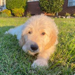 Goldendoodle Puppies from Toneytails Doodles