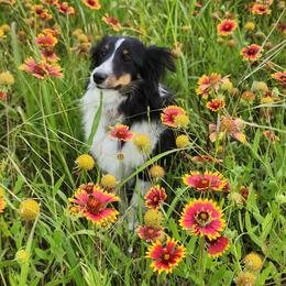 Shetland Sheepdog All Grown Up from Justsimplyshelties