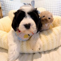 Whisper - Black female Australian Labradoodle puppy in Valley Springs, California from Blue Denim Doodles