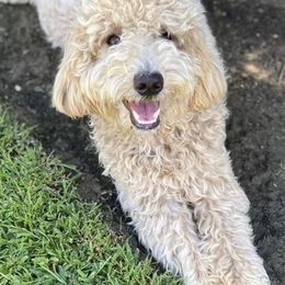 Goldendoodles from Sunset Central Doodles