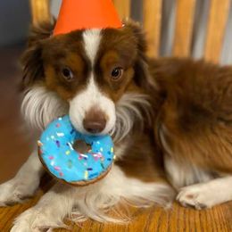 Toy Australian Shepherds from Tracy Gridley's Toy Australian Shepherds