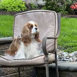 Lucy - Cavalier King Charles Spaniel