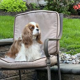 Lucy - Cavalier King Charles Spaniel